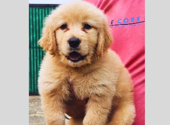 Golden Retriever